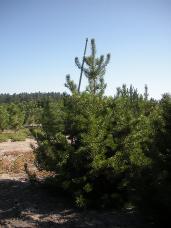 Lodgepole Pine